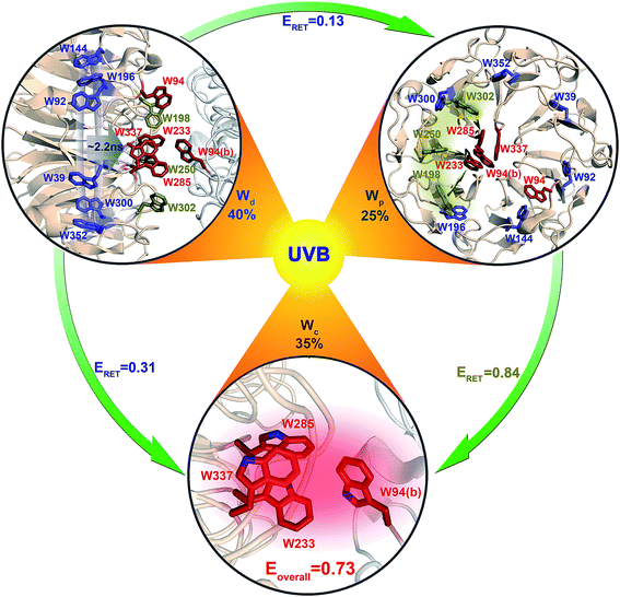 A scheme of excitation energy-transfer networks in UVR8