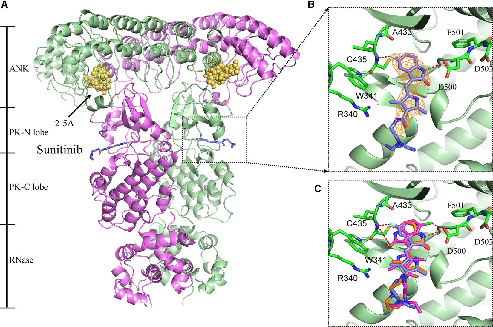 Tertiary structures of RNase L dimer in complex with sunitinib analogs