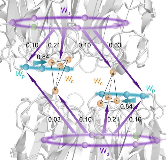 A scheme of excitation-energy-transfer networks in UVR8