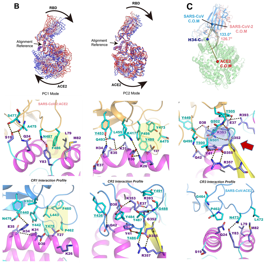 MD and free energy simulations revealed enhanced interactions between the receptor binding domain of SARS-Cov-2 that causes coronavirus disease 2019 (Covid-19) and the host angiotensin converting enzyme 2 (ACE2). Mutation at N501 highlighted above has bee